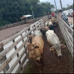 Fotos: Inácio Rohden